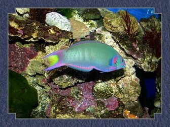 Tropical Fish Wallpaper