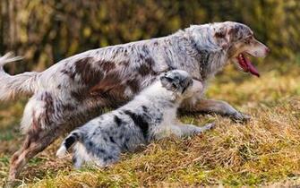 Australian Shepherd Wallpaper And Image Pictures