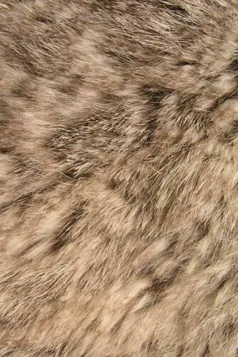 Animal Fur Simply Beautiful iPhone Wallpaper