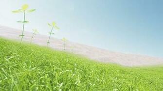 Green Meadow Wallpaper