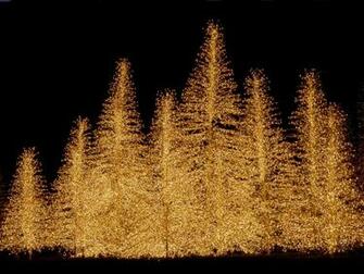 Christmas Trees Wallpaper