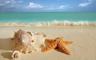 Big Sea Shells On The Beach Wallpaper