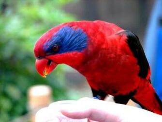 Wallpaper Bird Pet Category Parrot Birds X