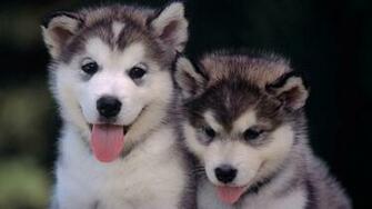Siberian Husky Puppies Wallpaper Whiskey Riff