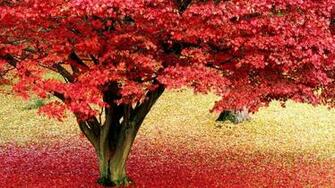 Red And Yellow Leaves Combination In The Evening
