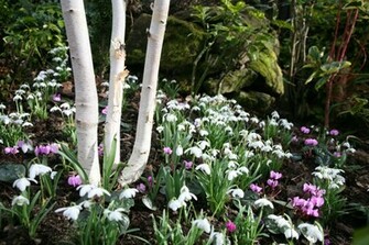 Early Spring Garden Wallpaper