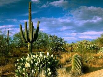 Desert Oasis Flora And Fauna Wallpaper