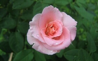 Pink Roses Widescreen Wallpaper