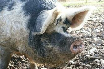 Pig Piglet Photos Wallpaper Desktop Background