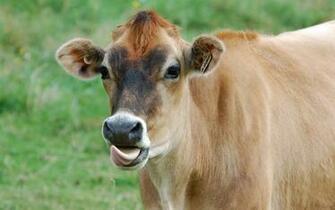 Moril Funny Cow Computer Wallpaper Desktop Background
