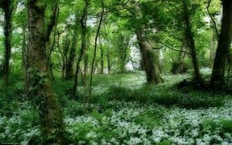 Beautiful Country Ireland Wallpaper Cute Girls Celebrity