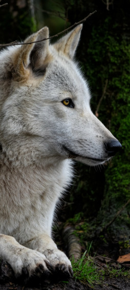 Wolf Phone Wallpaper