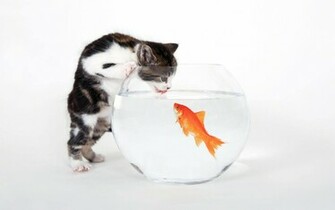 Cat And Goldfish Wallpaper