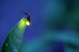 Macro Close Up Pictures Of Fireflies Photos Lightning Bugs