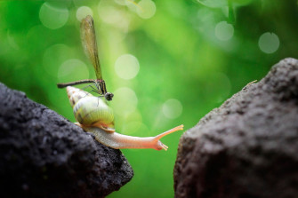 Bokeh Dragonfly Insect Macro Animal Snail HD Wallpaper