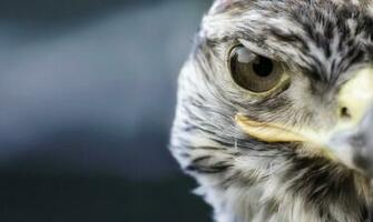 Wild Animal Full HD Quality Wallpaper Widescreen