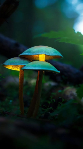 Fantasy Mushroom Wallpaper Top