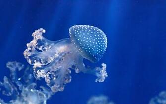 Jellyfish Computer Wallpaper Desktop Background Id