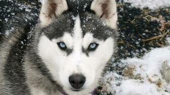 Siberian Husky Wolf HD Wallpaper Desktop
