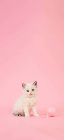 Simple And Cute iPhone Wallpaper