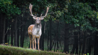 Deer Forest Nature Animal HD 4k Wallpaper