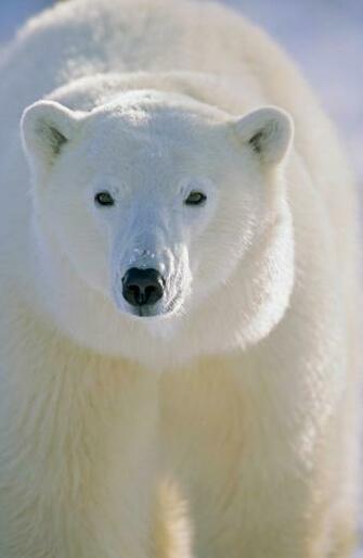 Cool Background Of Animals That Will Blow You Away Lions