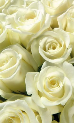 White Roses Live Wallpaper HD For Android