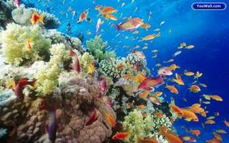 Under The Sea Wallpaper