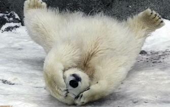 Baby Polar Bear Image Femalecelebrity