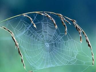 Spider Web Wallpaper