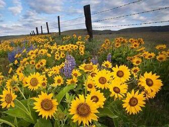 Yellow Flowers Smiling Setting A Great Example Wallpaper World