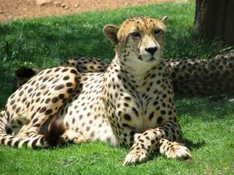 Best Animal Wallpaper Cheetah
