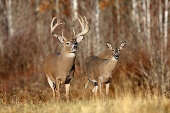 Deer Photos HD Wallpaper In For Your