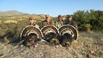 Spring Turkey Hunting Wallpaper Gould S Hunt