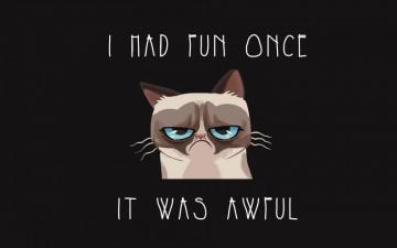 Grumpy Cat Discovered By On We Heart It