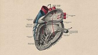 Heart Anatomy HD Wallpaper Id
