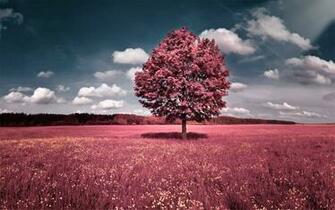 Pink Tree Wallpaper