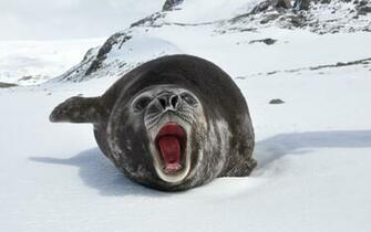 Sea Elephant Wallpaper And Image Pictures Photos
