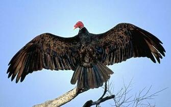 Vulture Wallpaper High Quality