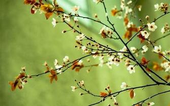 Spring Rain Desktop Wallpaper Plants Wp S