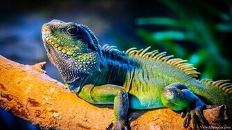 Iguana Wallpaper High Resolution