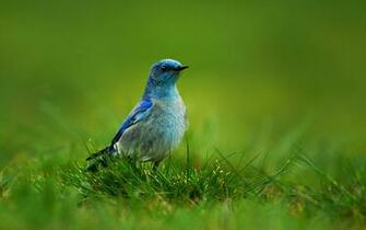 Mountain Bluebird Sialia Currucoides Desktop Background