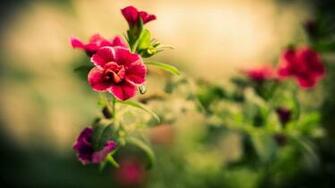 Pretty Flowers Wallpaper