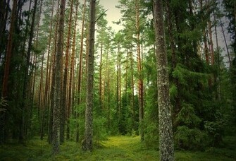 Wallpaper Forest Pine Tree Desktop Nature Goodwp