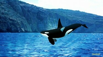 Orca Wallpaper Barbaras HD
