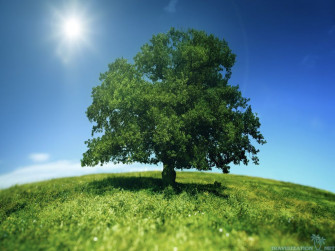 Big Green Tree Wallpaper