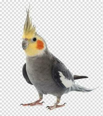Cockatiel Birdcage Budgerigar Pet Bird Transparent Background Png
