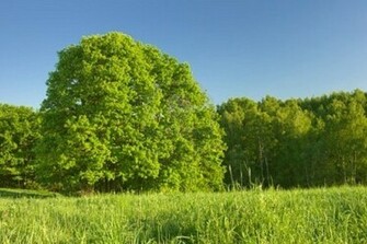 HD Desktop Wallpaper Tree