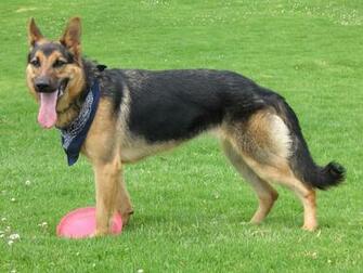German Shepherd Puppies Wallpaper Dogbreedswallpaper