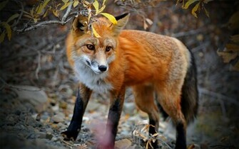 Fox Computer Wallpaper Desktop Background Id